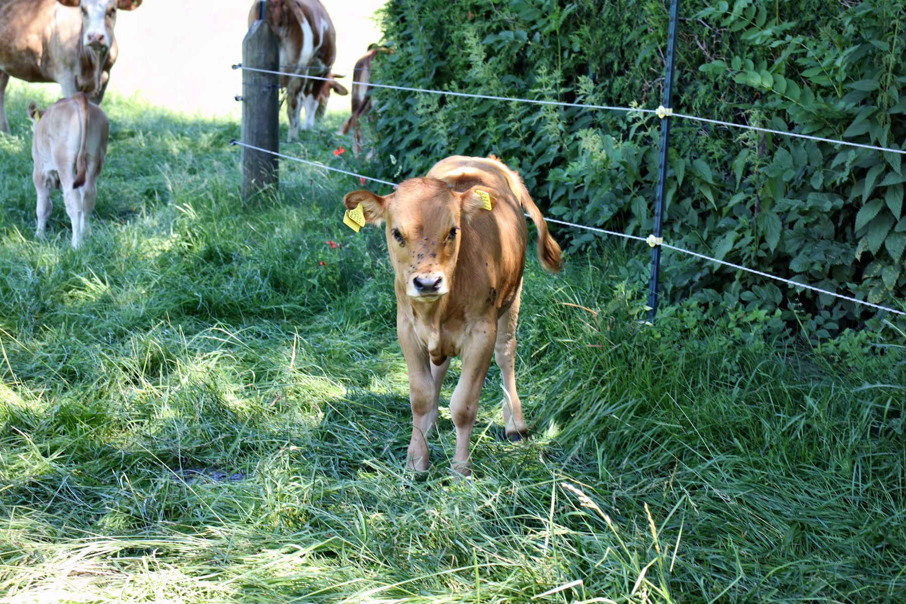 Kalb auf der Weide des Biohofs Gersthof in Erding