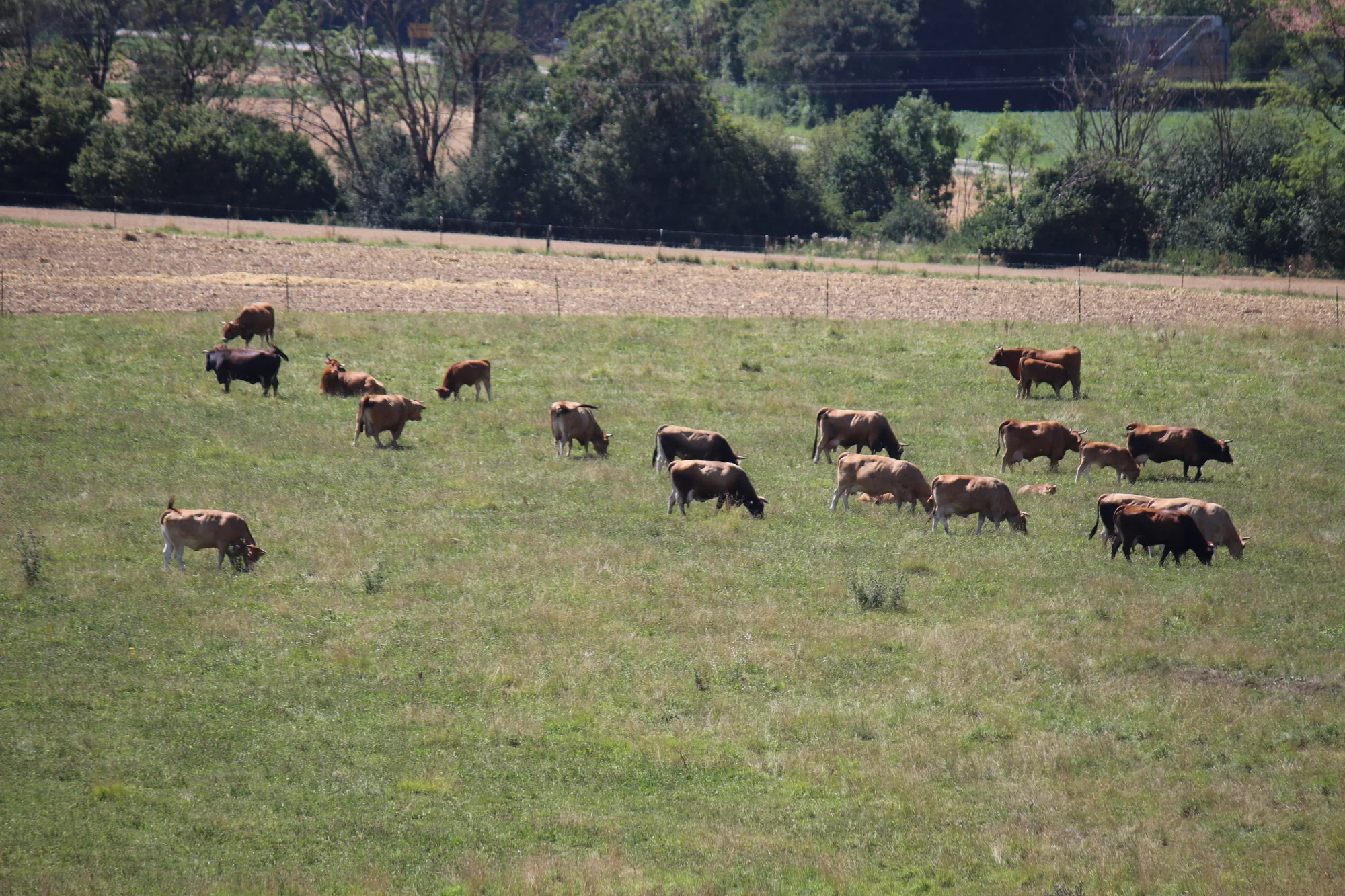 Rinderherde auf der Weide des Biohofs Gersthof